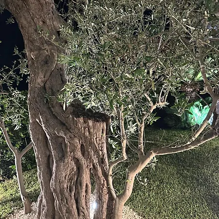La Dimora Degli Ulivi